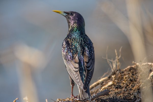 Капский скворец