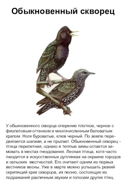 Скворец птица описание