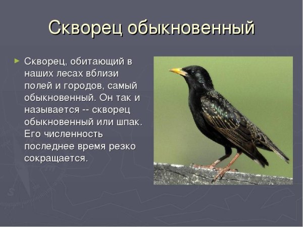 Скворец красная книга