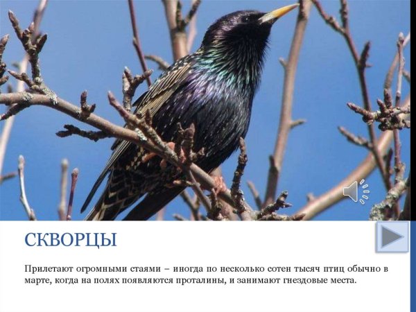 Весенние явления скворцы