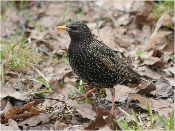 Скворец в крапинку