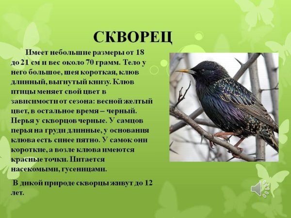 Скворец описание