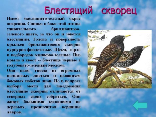 Доклад про Скворцов 2 класс