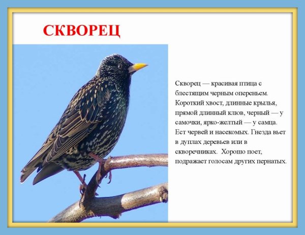 Скворец птица описание