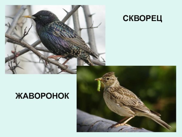 Скворцы и Жаворонки