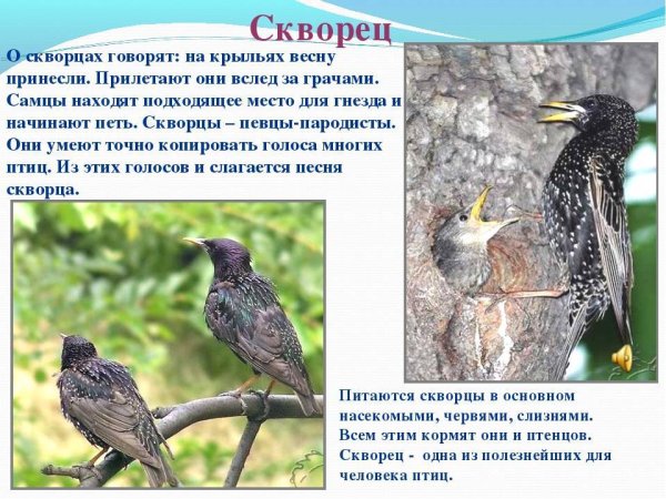 Сведения о скворцах для детей