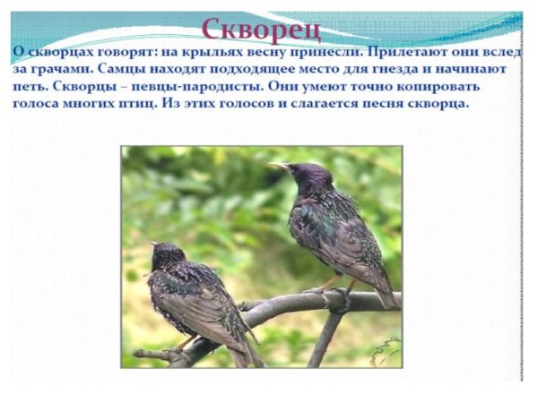 Птицы которые прилетают весной