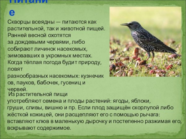 Скворец описание