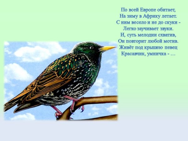 Скворец для детей детского сада