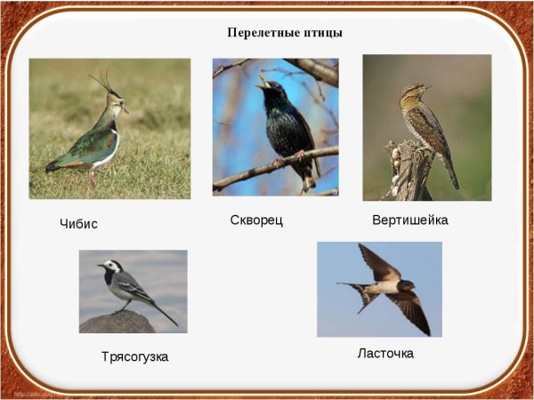 Перелетные птицы ПМР