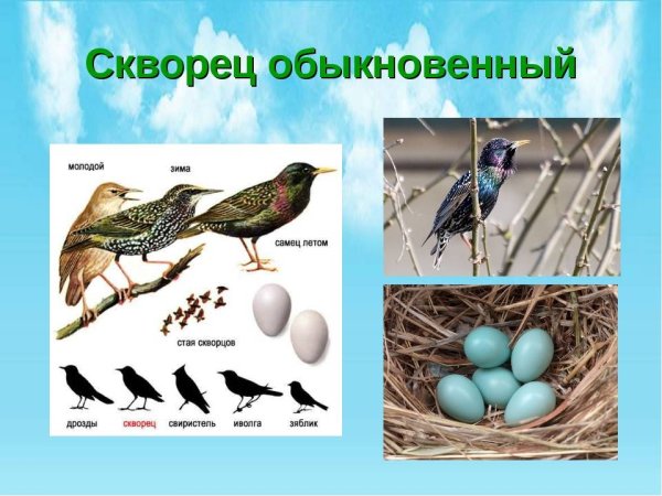 Скворец экологическая группа