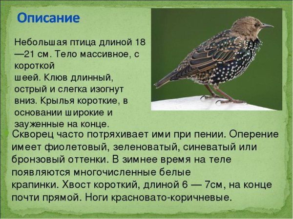 Краткая характеристика скворца