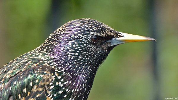 Скворец Дальневосточный