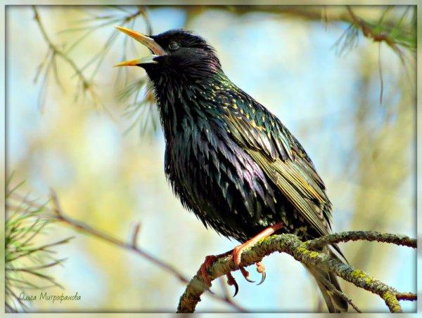 Скворец поет