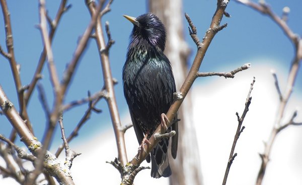 Старый Скворушка