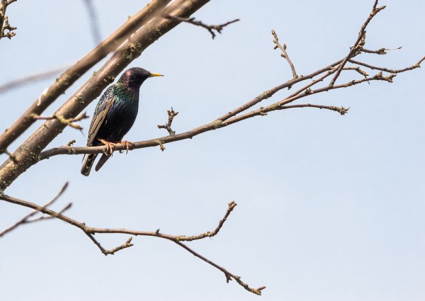 Тропические скворцы