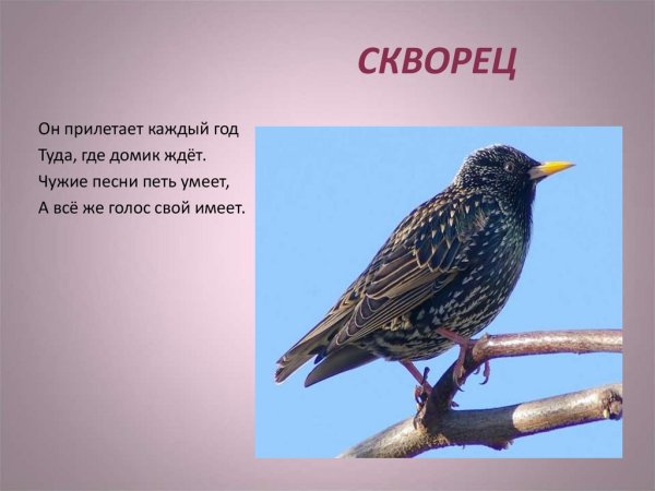 Информация о скворце