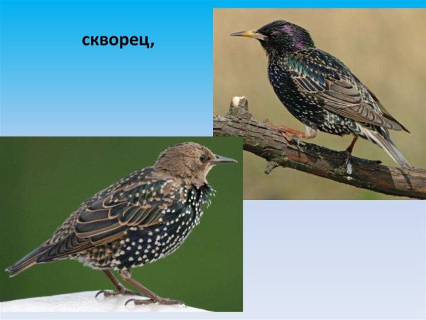 Строение скворца