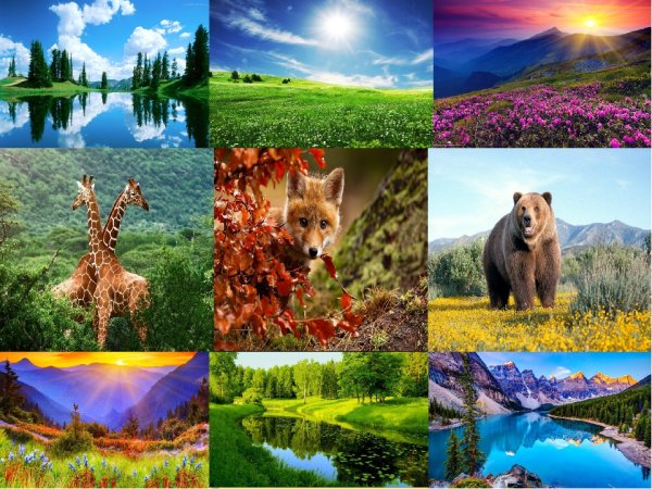 Многообразие природы