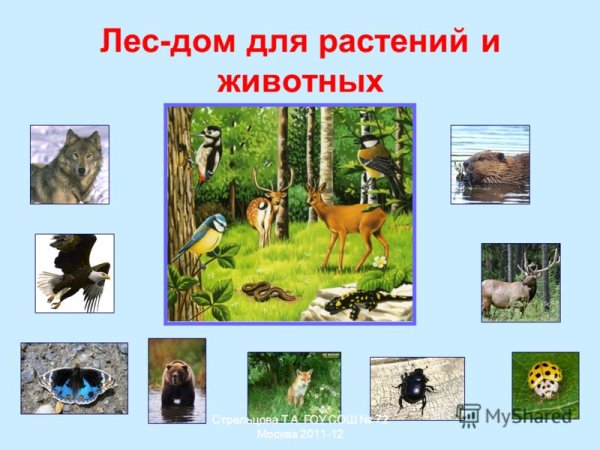 Лес дом для животных и растений