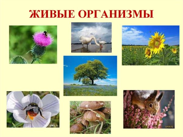 Объекты живой и неживой природы