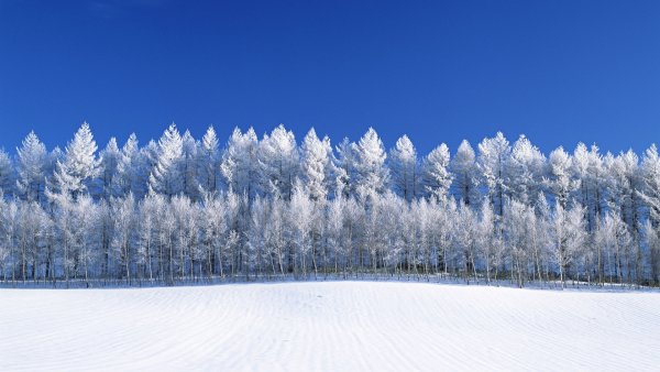 Зимний лес