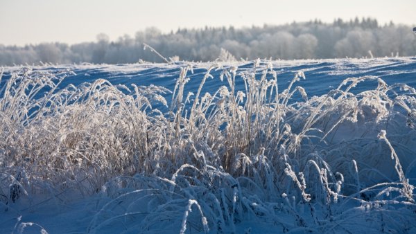 Русское поле зимой