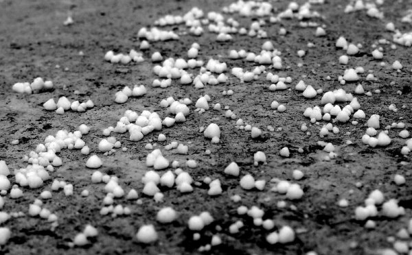 Крупка Снежная