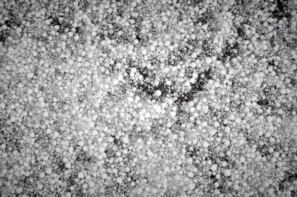 Крупка Снежная