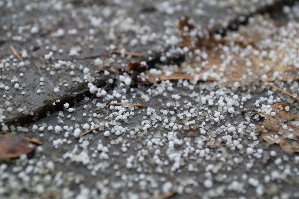 Крупка Снежная