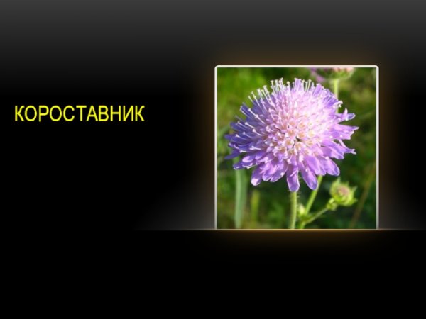 Короставник желтый