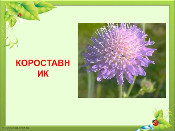 Цветок короставник таволга
