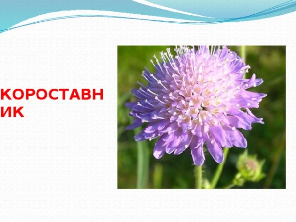 Короставник и Клевер