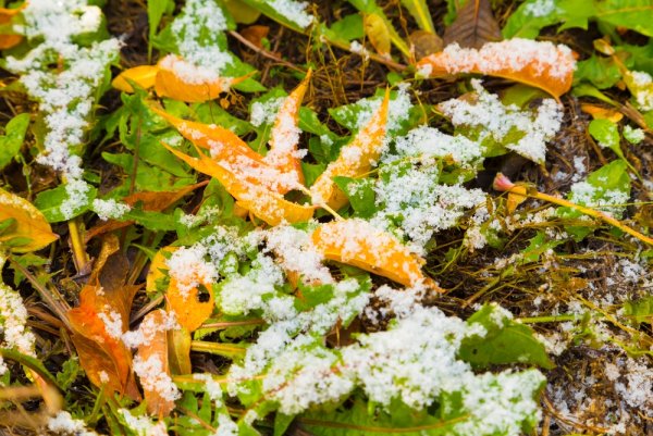 Крупа зимой Снежная