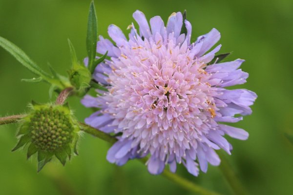 Короставник японский japonica var. Alpina