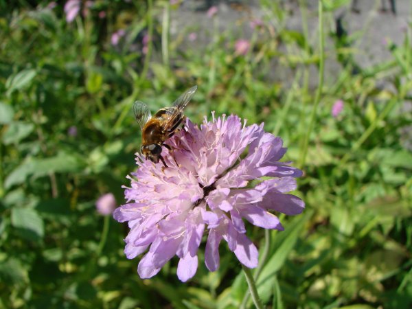 Knautia dipsacifolia