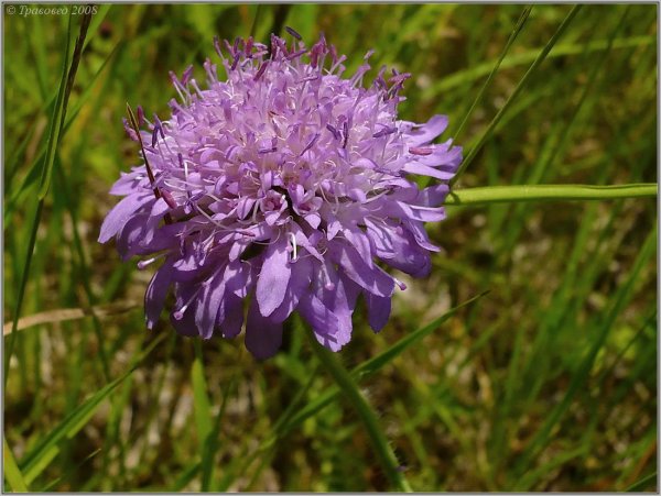 Короставник полевой Knautia arvensis семейство
