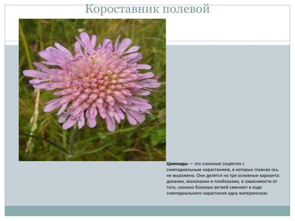 Короставник полевой побег
