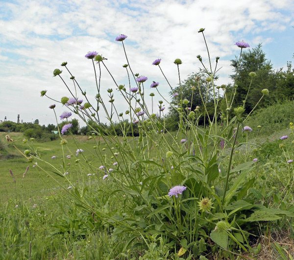 Короставник (Knautia arvensis)