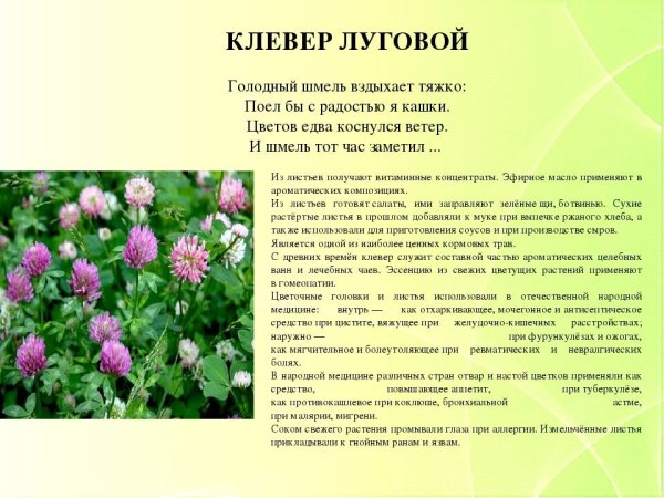 Клевер Луговой в народной медицине