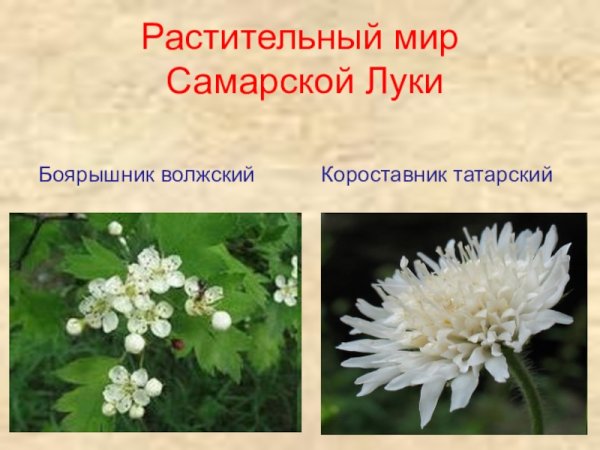 Растительный мир Самарской Луки
