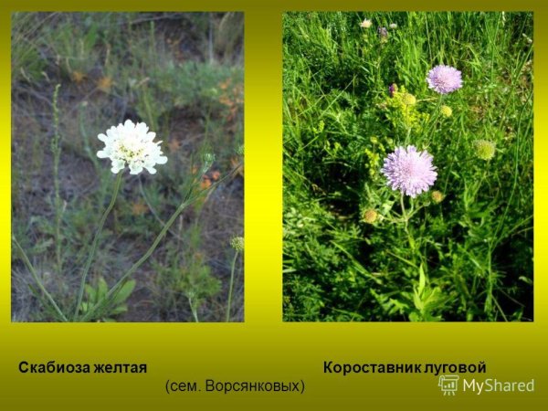 Короставник (скабиоза) Луговой