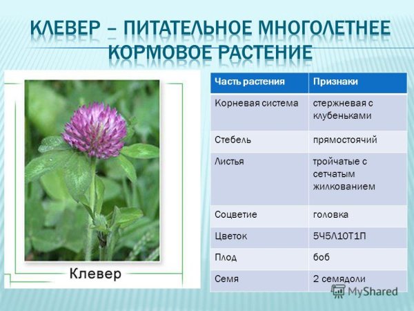 Жилкование листа клевера Лугового