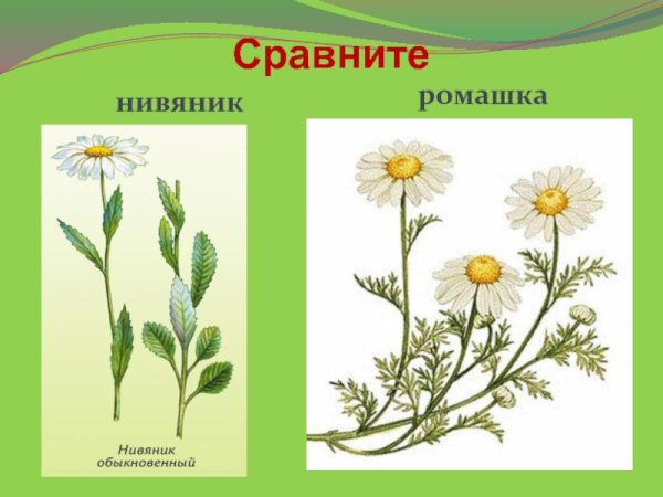 Нивяник, Ромашка, поповник отличие