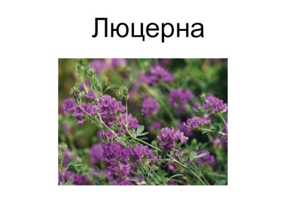 Люцерна информация