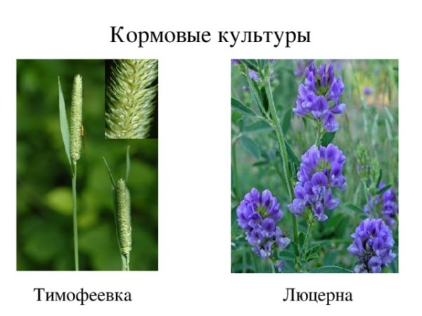 Кормовые травы (Тимофеевка, Клевер, люцерна)