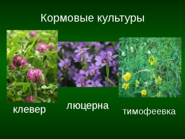 Клевер люцерна