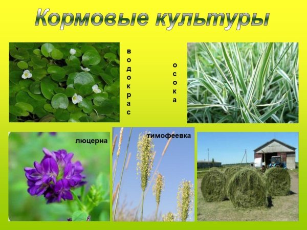Кормовые культуру Полеводство