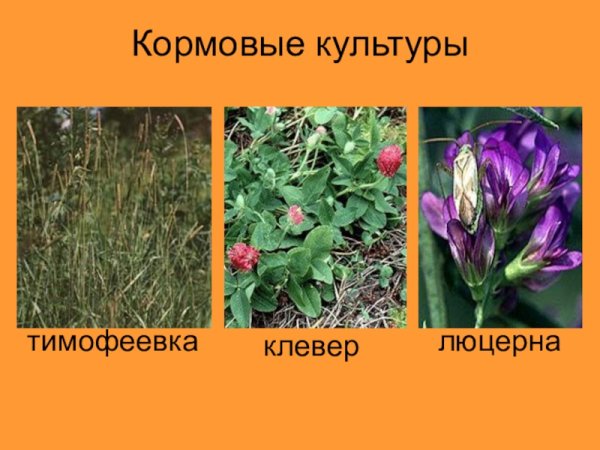 Кормовые: Тимофеевка, Клевер, люцерна, кормовая свёкла.