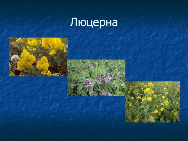 Люцерна презентация